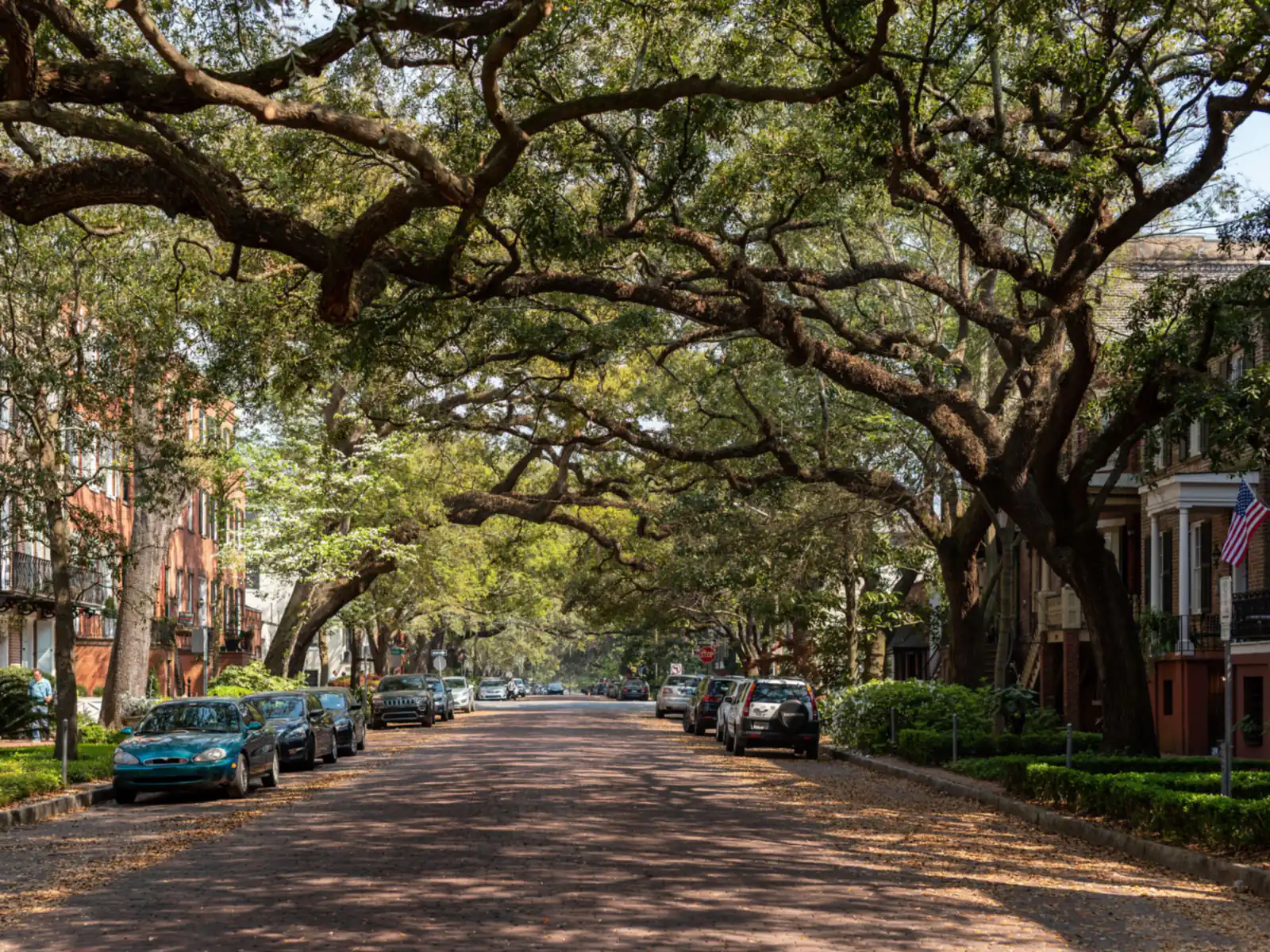 Street shaded by large old live oak trees with parked cars