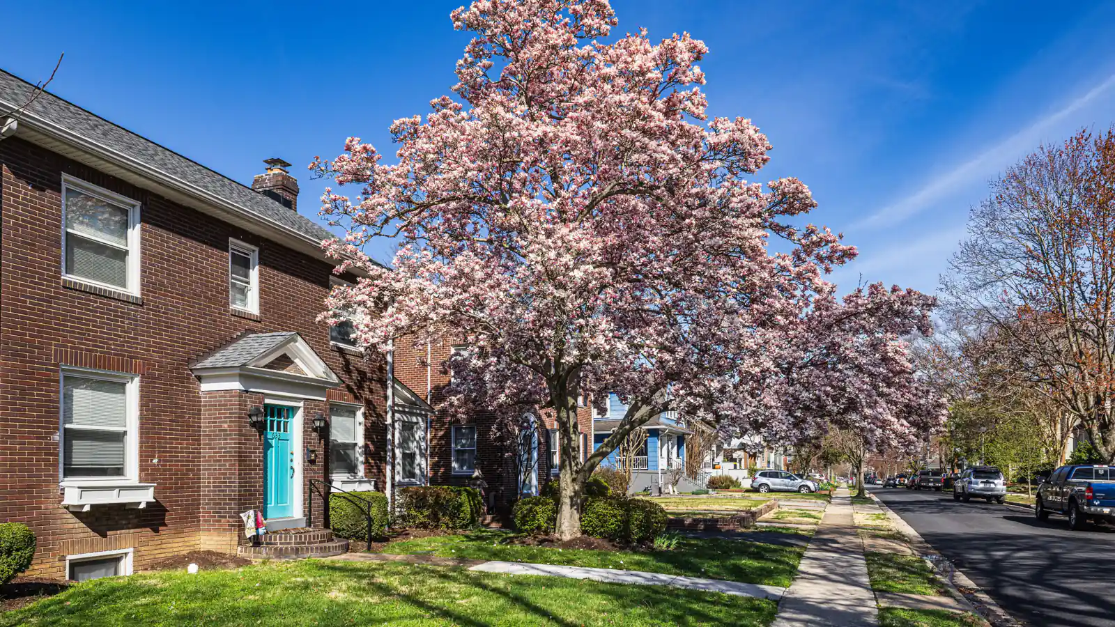 Brick houses and flowering magnolia trees along a quiet residential street