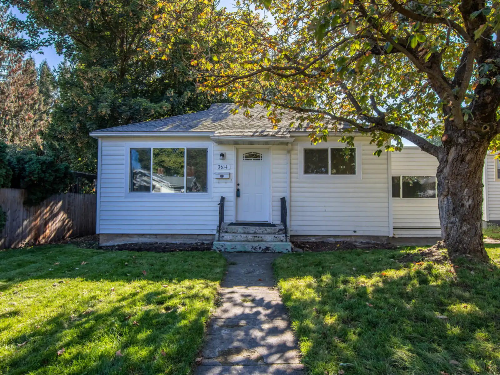 Small white cottage with a front path beneath a large shade tree